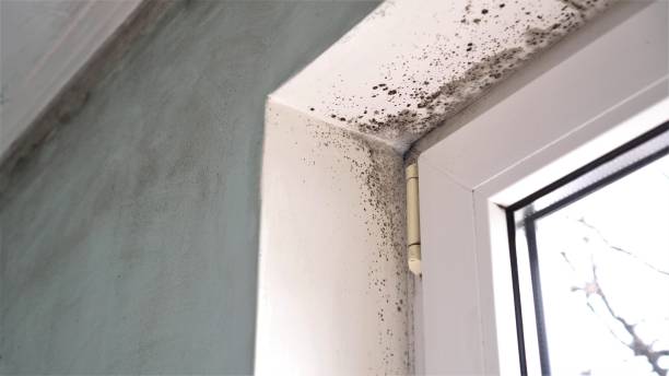 Best Professional Mold Removal  in Lexington, IL