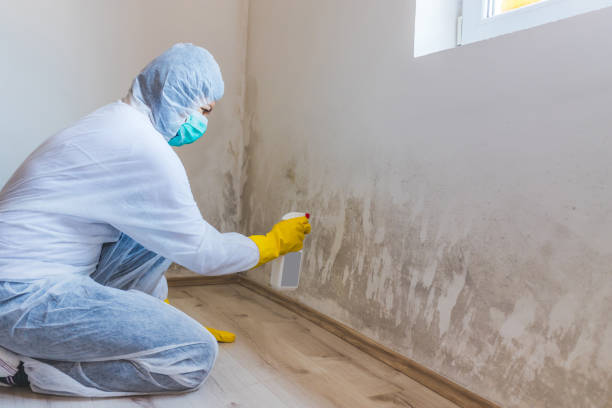 Best Attic Mold Removal  in Lexington, IL