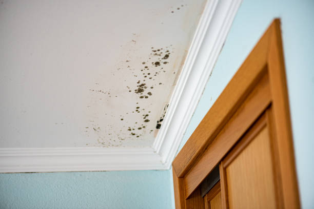 Best Affordable Mold Removal  in Lexington, IL