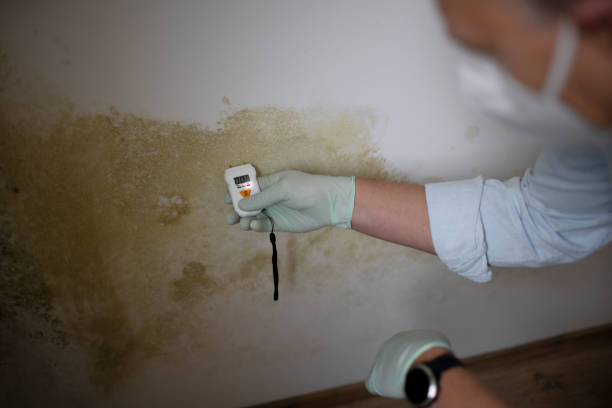 Best Emergency Mold Removal  in Lexington, IL