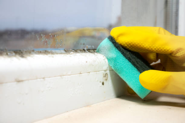 Home Mold Removal in Lexington, IL