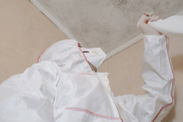 Best Black Mold Removal  in Lexington, IL