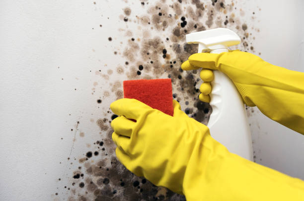 Best Fast Mold Removal  in Lexington, IL