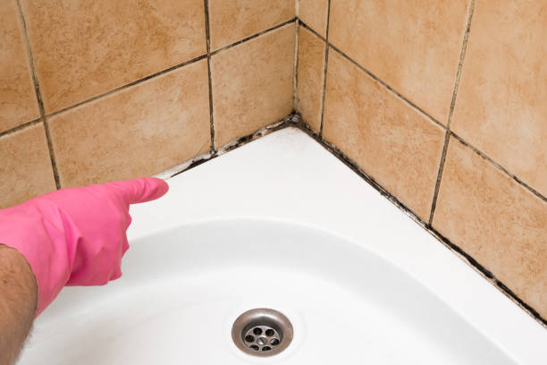Best Mold Cleaning Services  in Lexington, IL